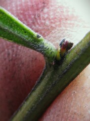 Acacia leprosa uninervia