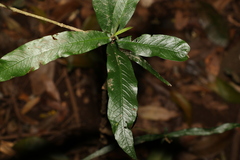 Atractocarpus chartaceus