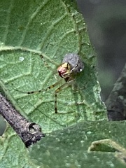 Theridion pyramidale