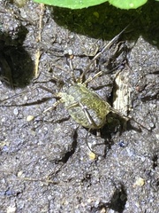 Oligolophus tridens