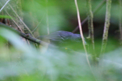 Dysithamnus mentalis