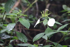 Mussaenda pubescens