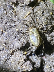 Oligolophus tridens
