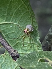 Theridion pyramidale