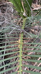 Macrozamia riedlei