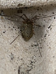 Oligolophus tridens