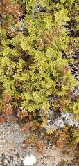 Gleichenia alpina