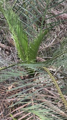 Macrozamia riedlei