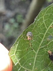 Theridion pyramidale