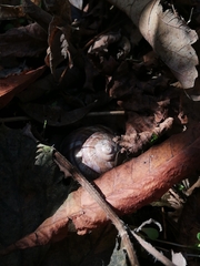 Helix lucorum