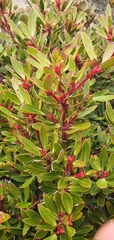 Tasmannia lanceolata