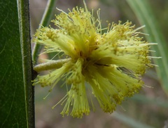 Acacia leprosa uninervia