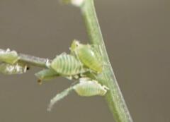 Longicaudus trirhodus