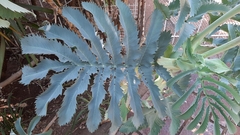 Melianthus major