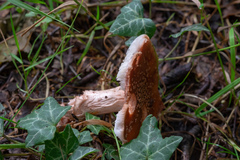Amanita