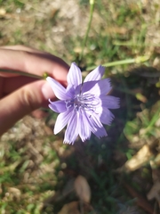 Cichorium intybus