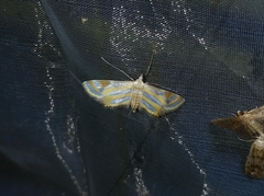 Eoophyla boernickei