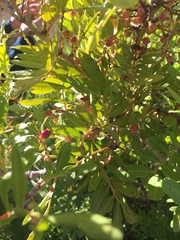 Pistacia lentiscus