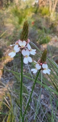 Stylidium scariosum