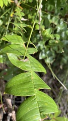 Banksia grandis