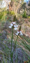 Stylidium scariosum