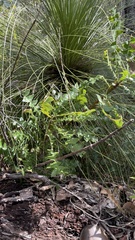Banksia grandis