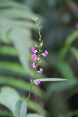 Tadehagi triquetrum