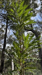 Banksia grandis