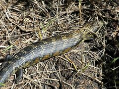 Tiliqua scincoides