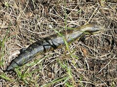 Tiliqua scincoides
