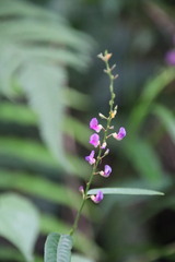 Tadehagi triquetrum