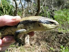 Tiliqua scincoides