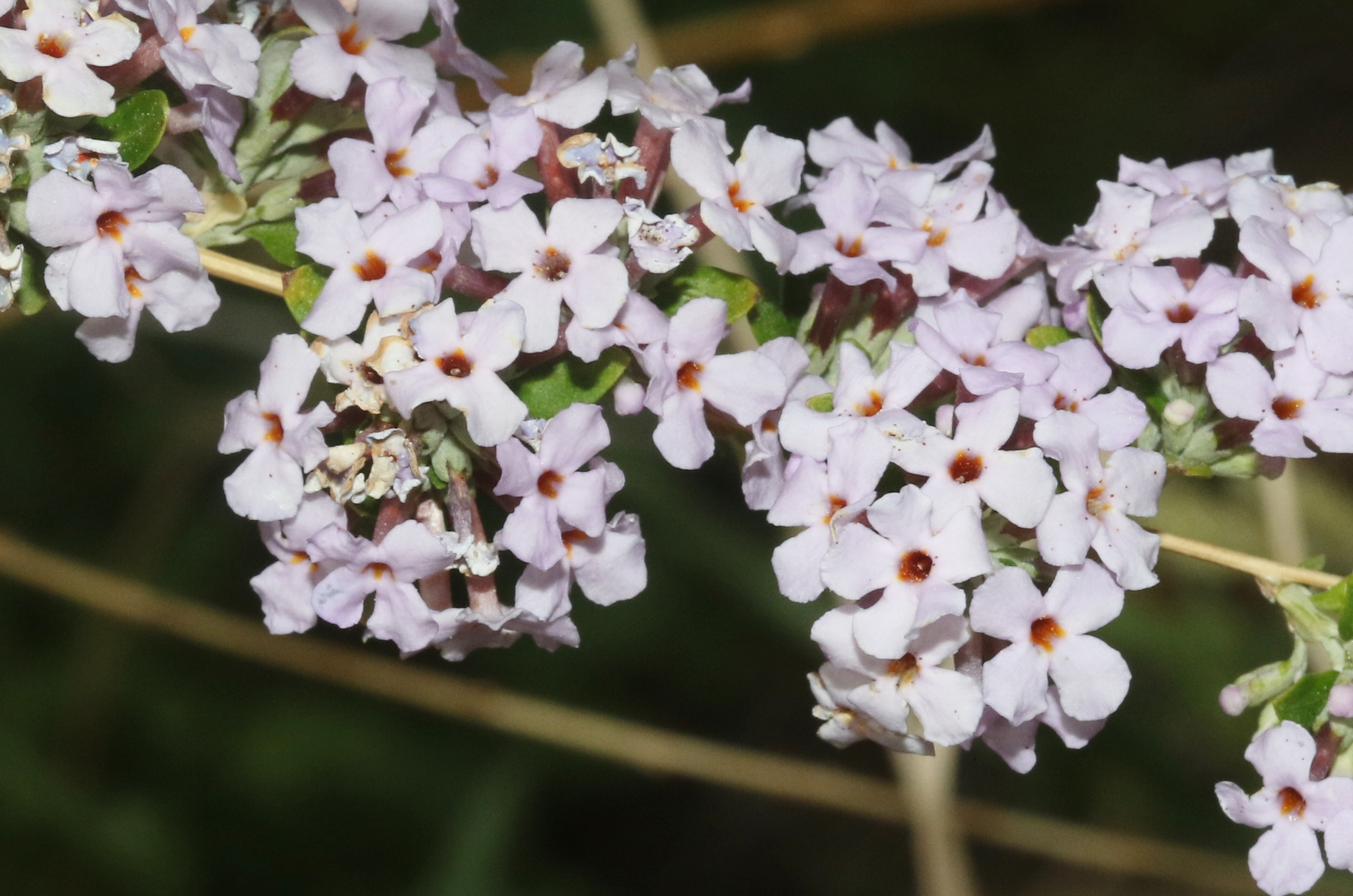Buddleja alternifolia