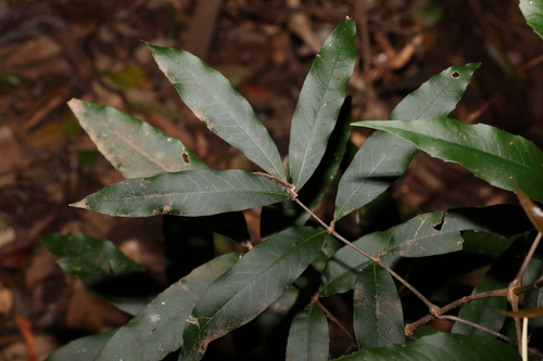 Image of Bosistoa pentacocca by (c) Greg Tasney, some rights reserved (CC BY-SA)