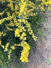 Acacia rhigiophylla