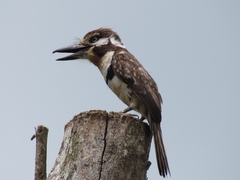 Hypnelus ruficollis