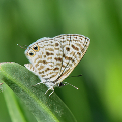 Leptotes pirithous