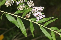 Buddleja officinalis