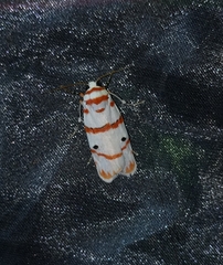Cyana perornata