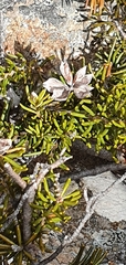 Orites revolutus