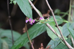 Tadehagi triquetrum