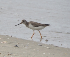 Xenus cinereus