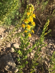 Dittrichia viscosa