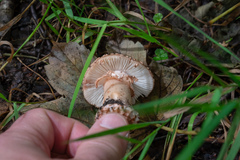 Amanita