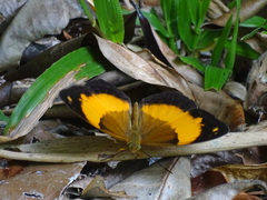 Cupha prosope