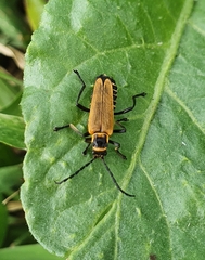 Chauliognathus flavipennis