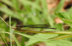 Pseudagrion ignifer