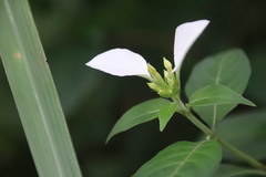 Mussaenda pubescens