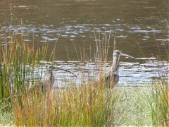 Numenius madagascariensis