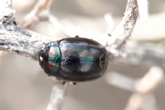 Chrysolina cerealis